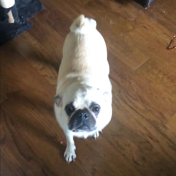 tinypup123